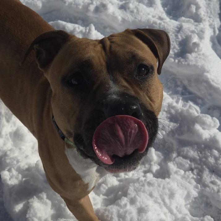 Carla, a Adoptable Pit Bull Terrier in Newark, NJ image 1/5