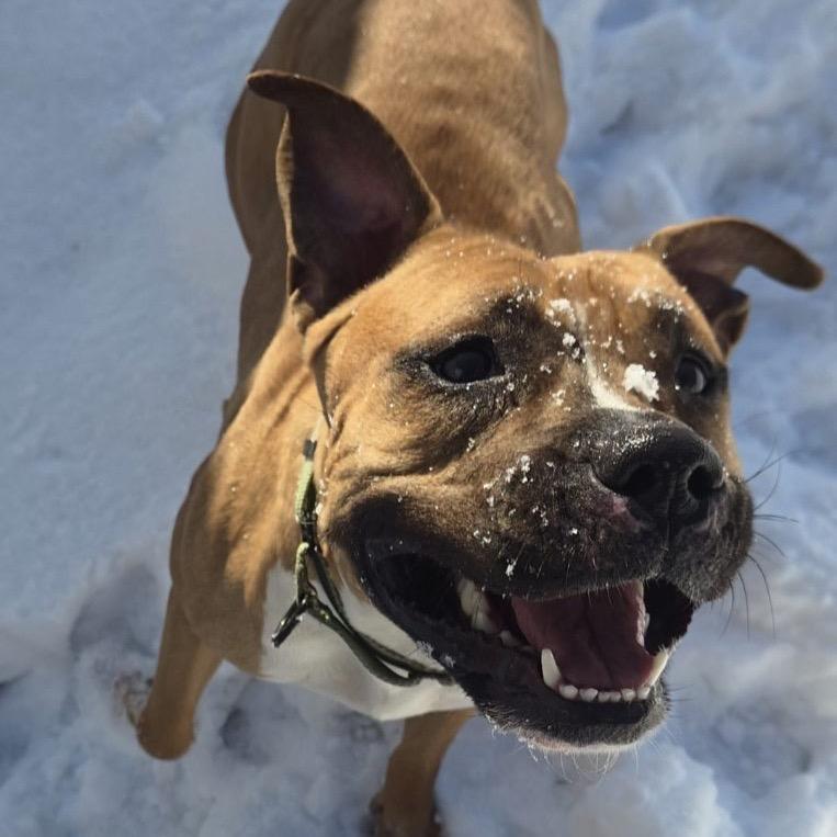 Carla, a Adoptable Pit Bull Terrier in Newark, NJ image 2/5
