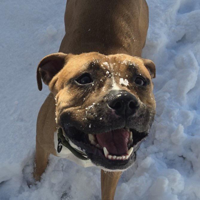 Carla, a Adoptable Pit Bull Terrier in Newark, NJ image 4/5