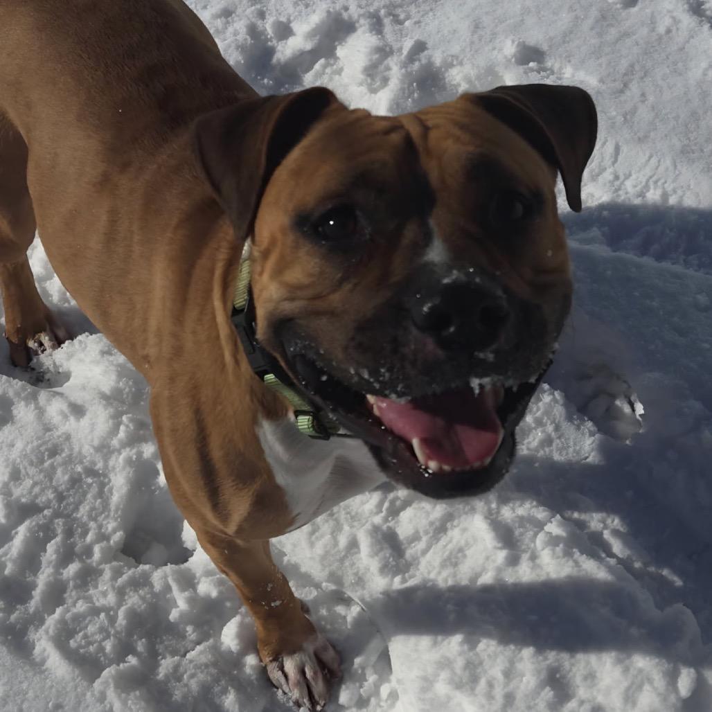 Carla, a Adoptable Pit Bull Terrier in Newark, NJ image 5/5