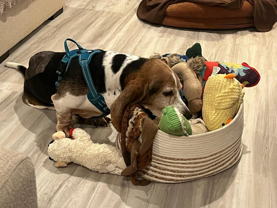 Oscar, a ADOPTABLE Basset Hound in Auburndale, FL image 3/3