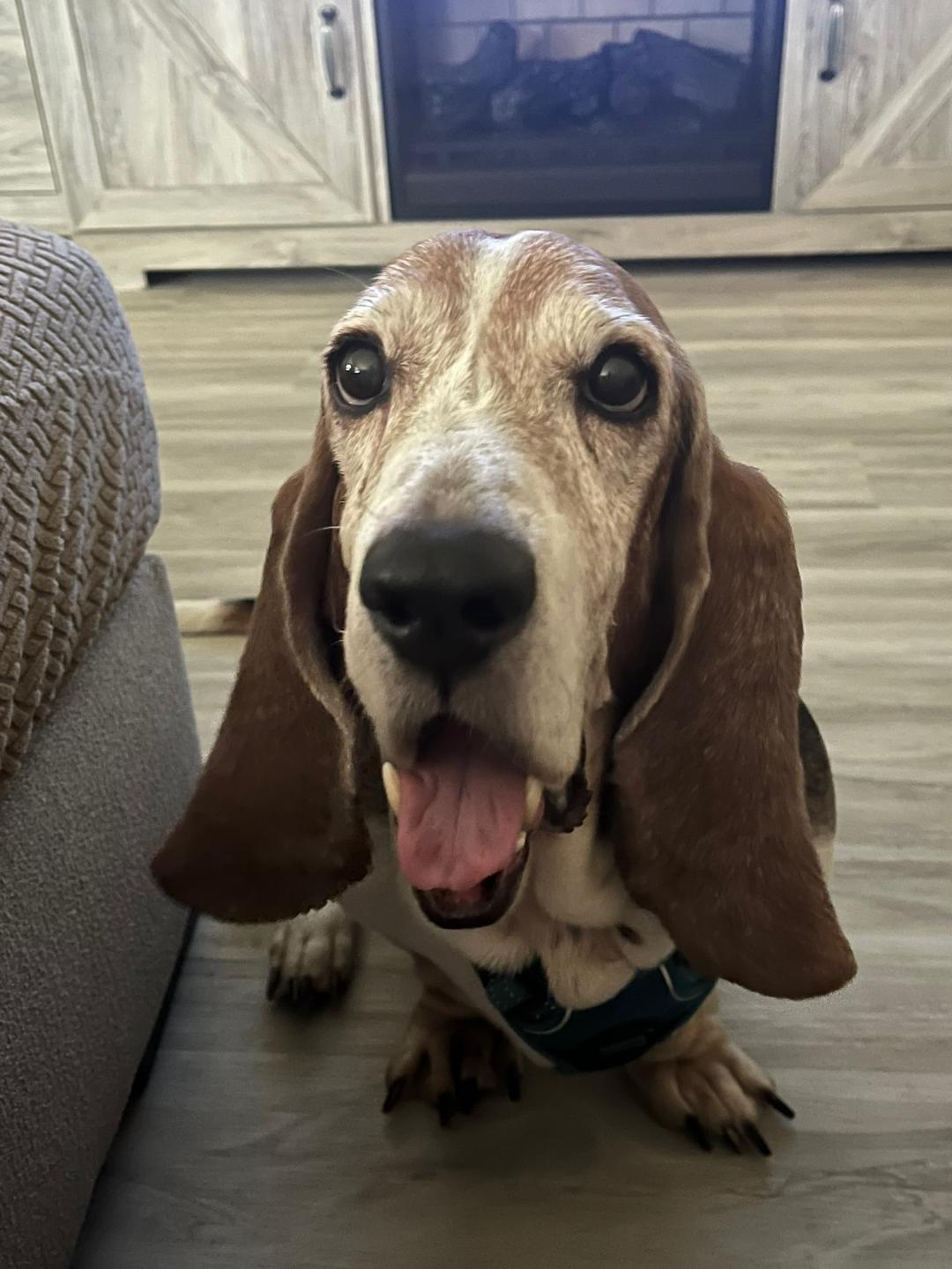 Oscar, a ADOPTABLE Basset Hound in Auburndale, FL image 2/3