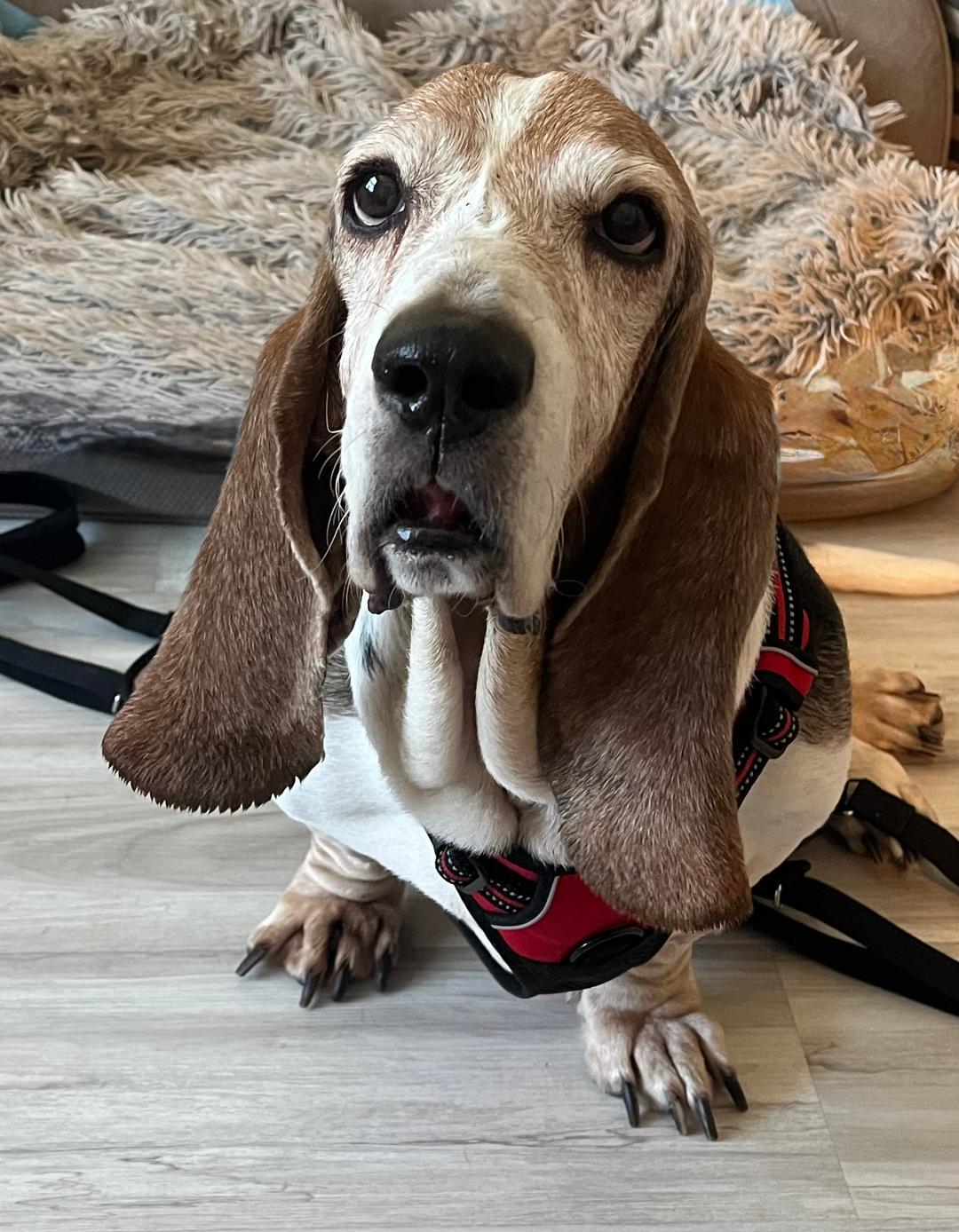 Oscar, ADOPTABLE, Senior Male Basset Hound.