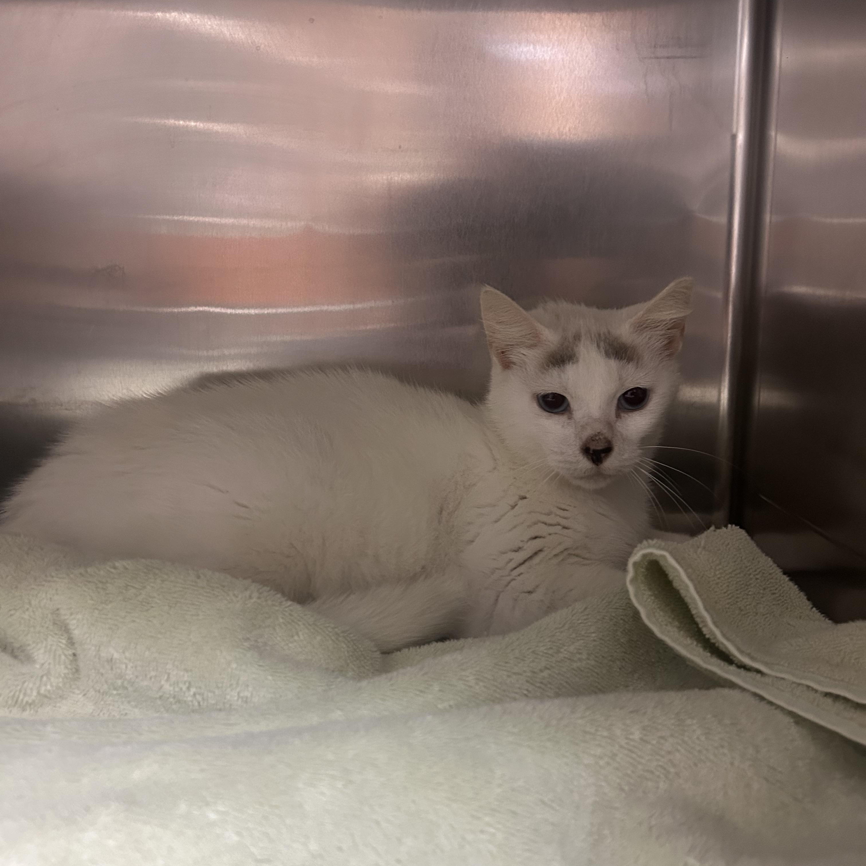 Enlarge Cruella, an adopted mixed breed in Friendswood, TX image 1/1