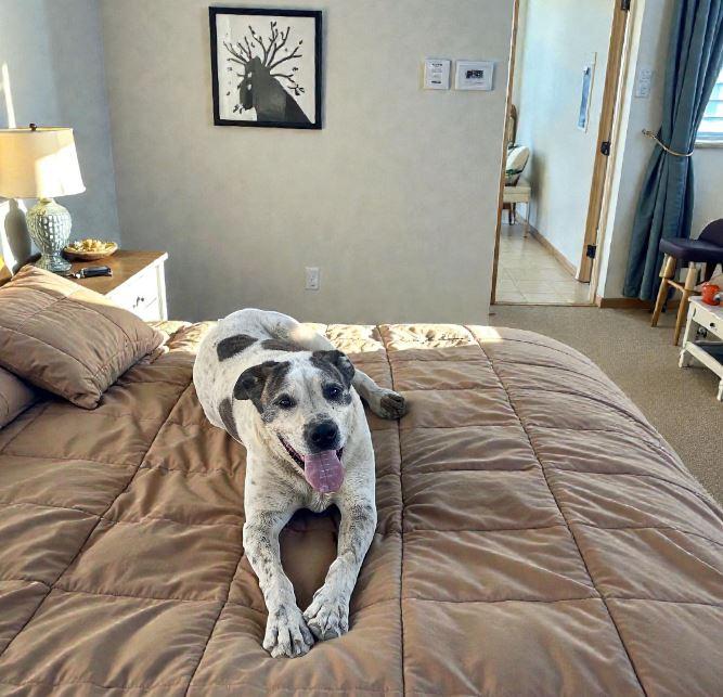 Dodger, Adoptable, Senior Male American Bulldog.