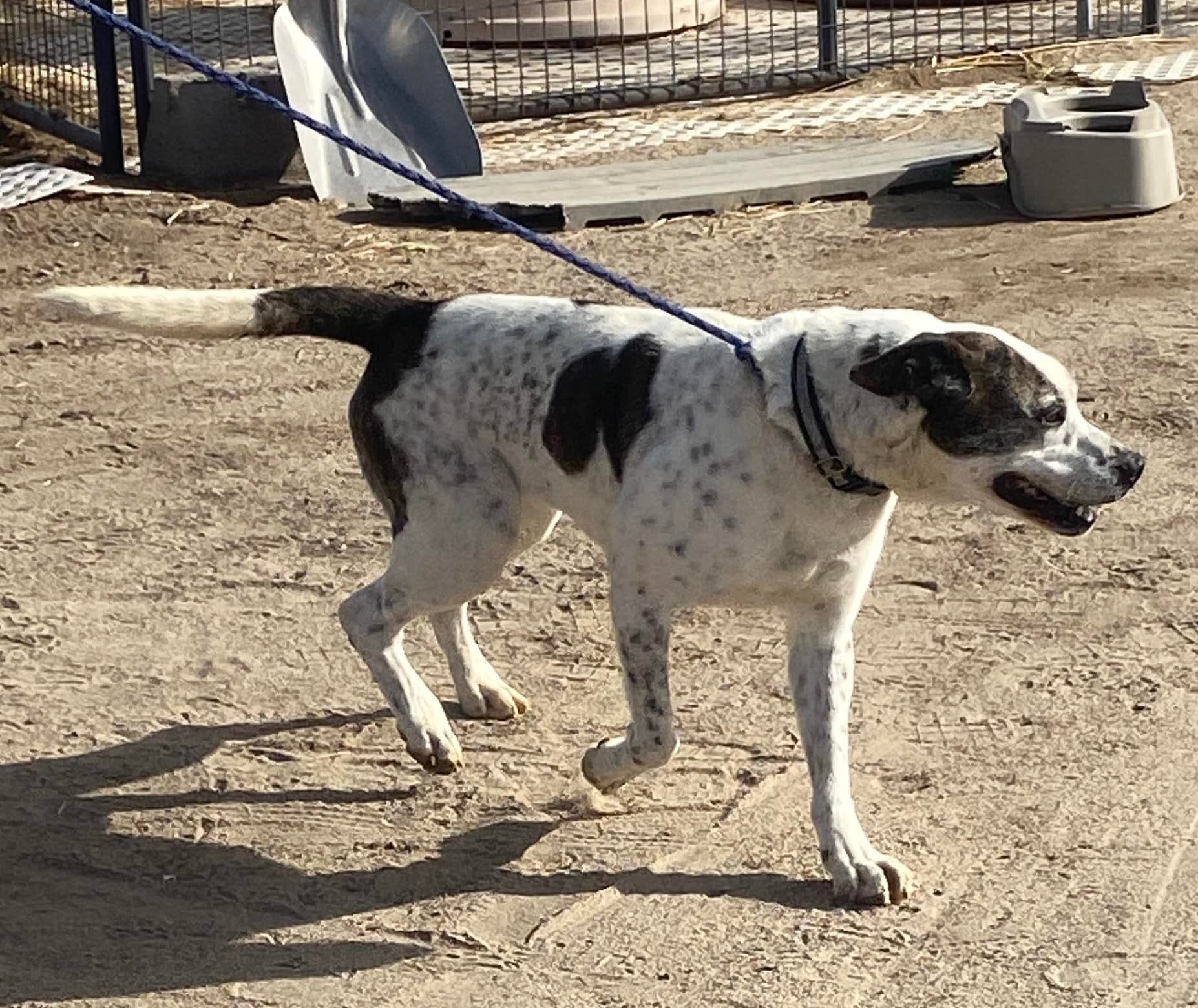 Dodger, an adoptable American Bulldog in Carson City, NV, 89702 | Photo Image 2