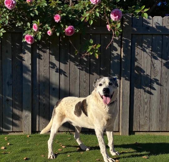 Enlarge Dodger, a Adoptable mixed breed in Carson City, NV image 2/3