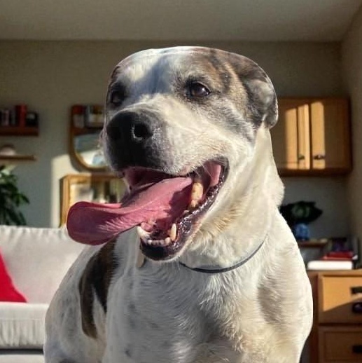Dodger, an adoptable American Bulldog in Carson City, NV, 89702 | Photo Image 1