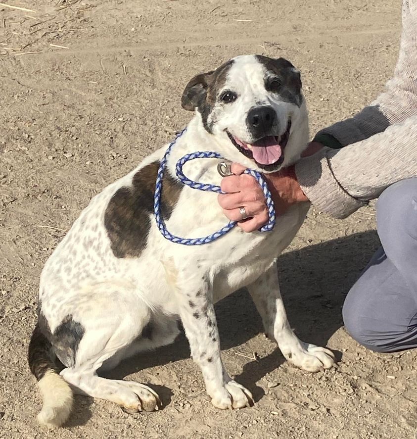 Dodger, an adoptable American Bulldog in Carson City, NV, 89702 | Photo Image 4