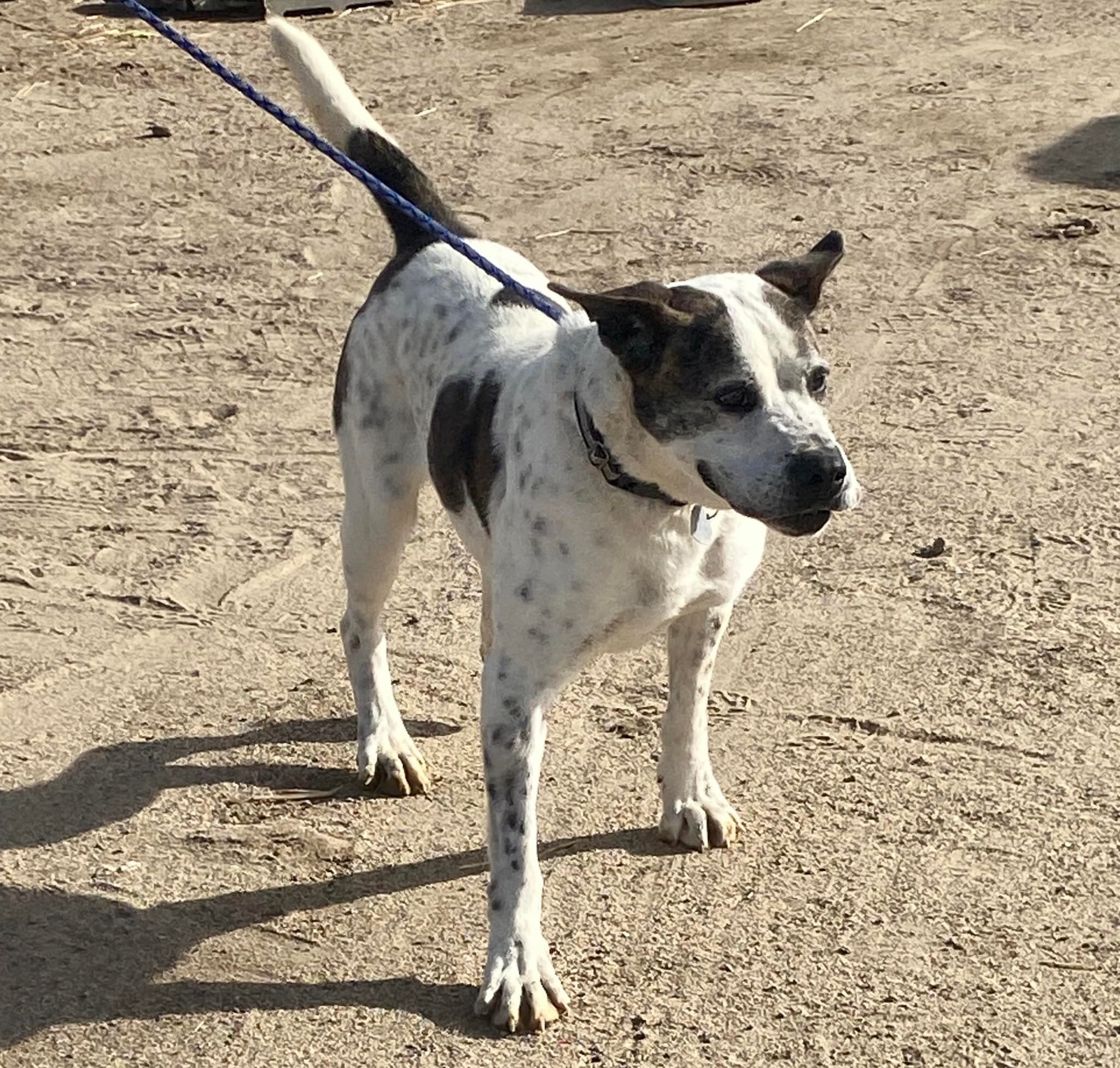 Dodger, an adoptable American Bulldog in Carson City, NV, 89702 | Photo Image 5