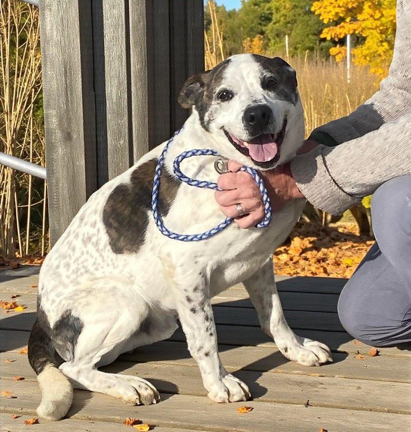 Dodger, an adoptable American Bulldog in Carson City, NV, 89702 | Photo Image 1