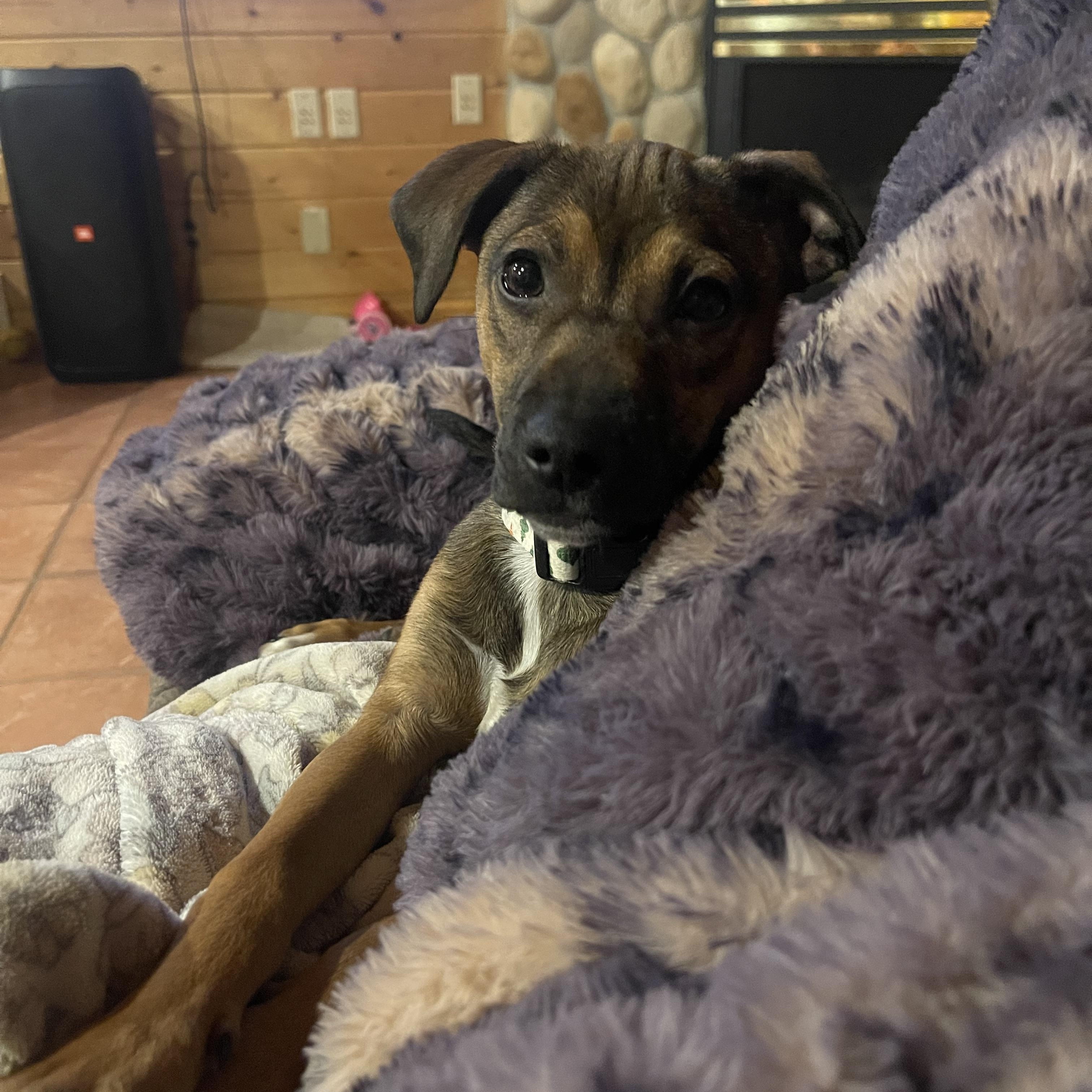 Enlarge Benny, a ADOPTABLE mixed breed in Winter, WI image 3/3