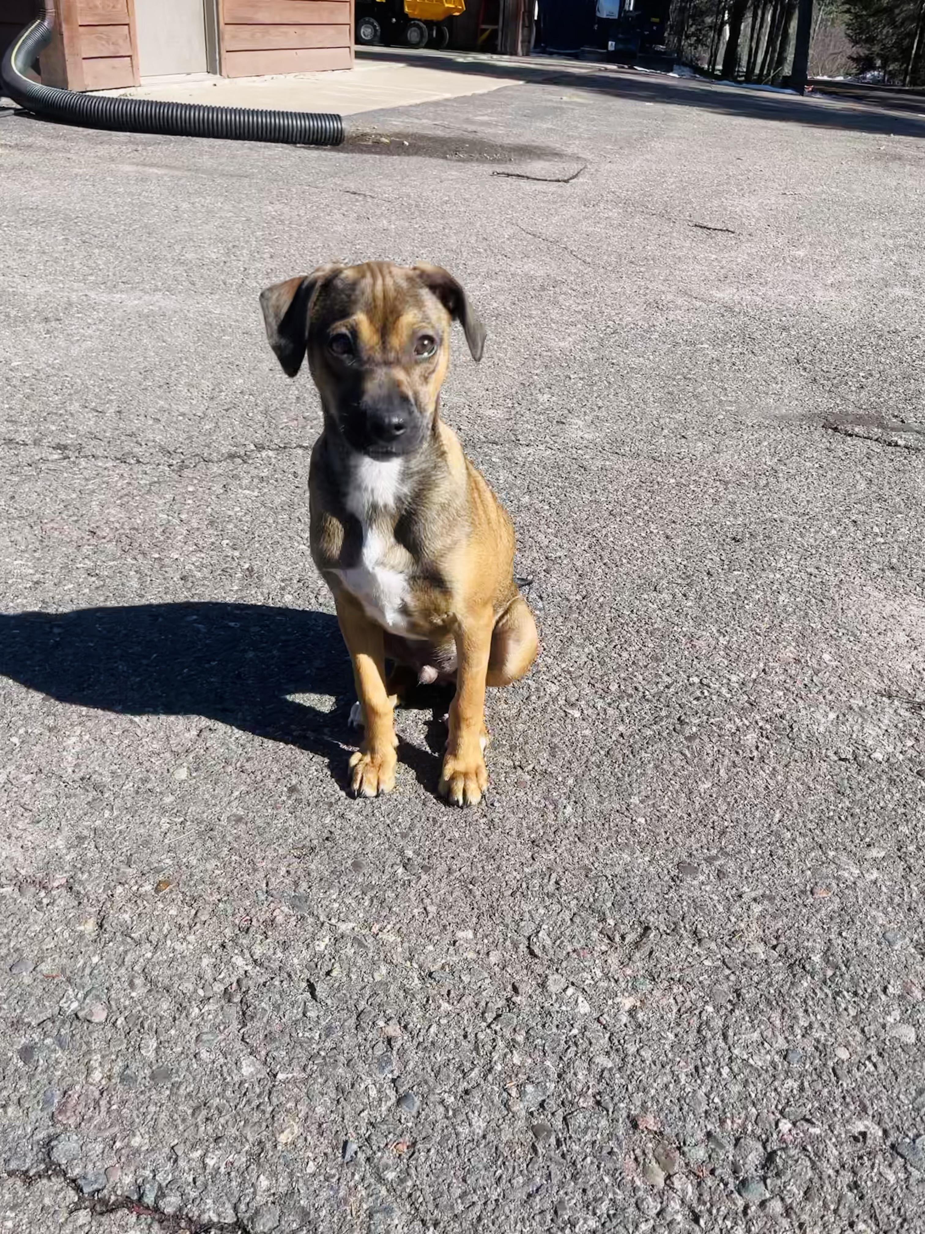 Benny, ADOPTABLE, Puppy Male Whippet & Chihuahua.