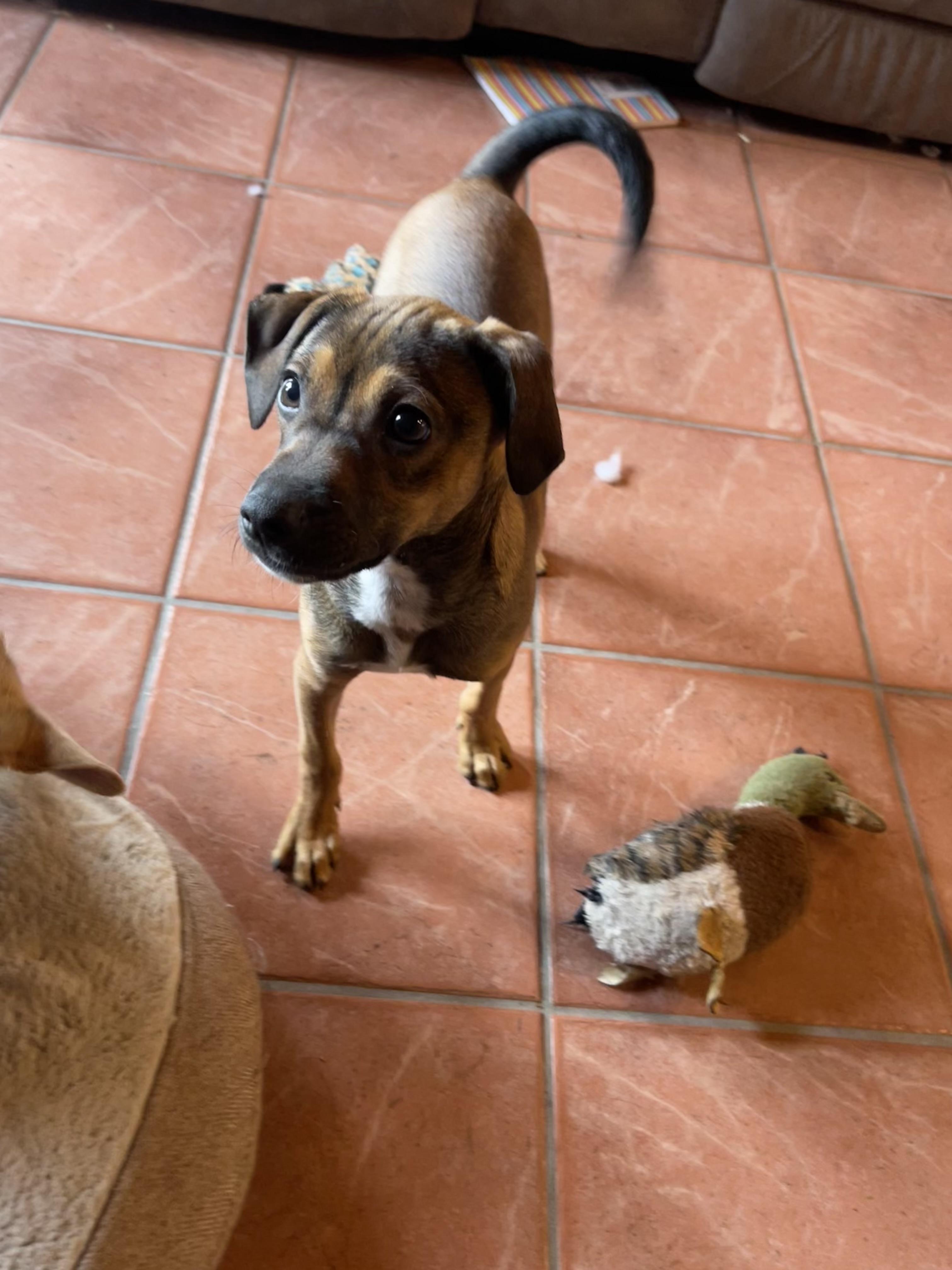 Enlarge Benny, a ADOPTABLE mixed breed in Winter, WI image 3/3