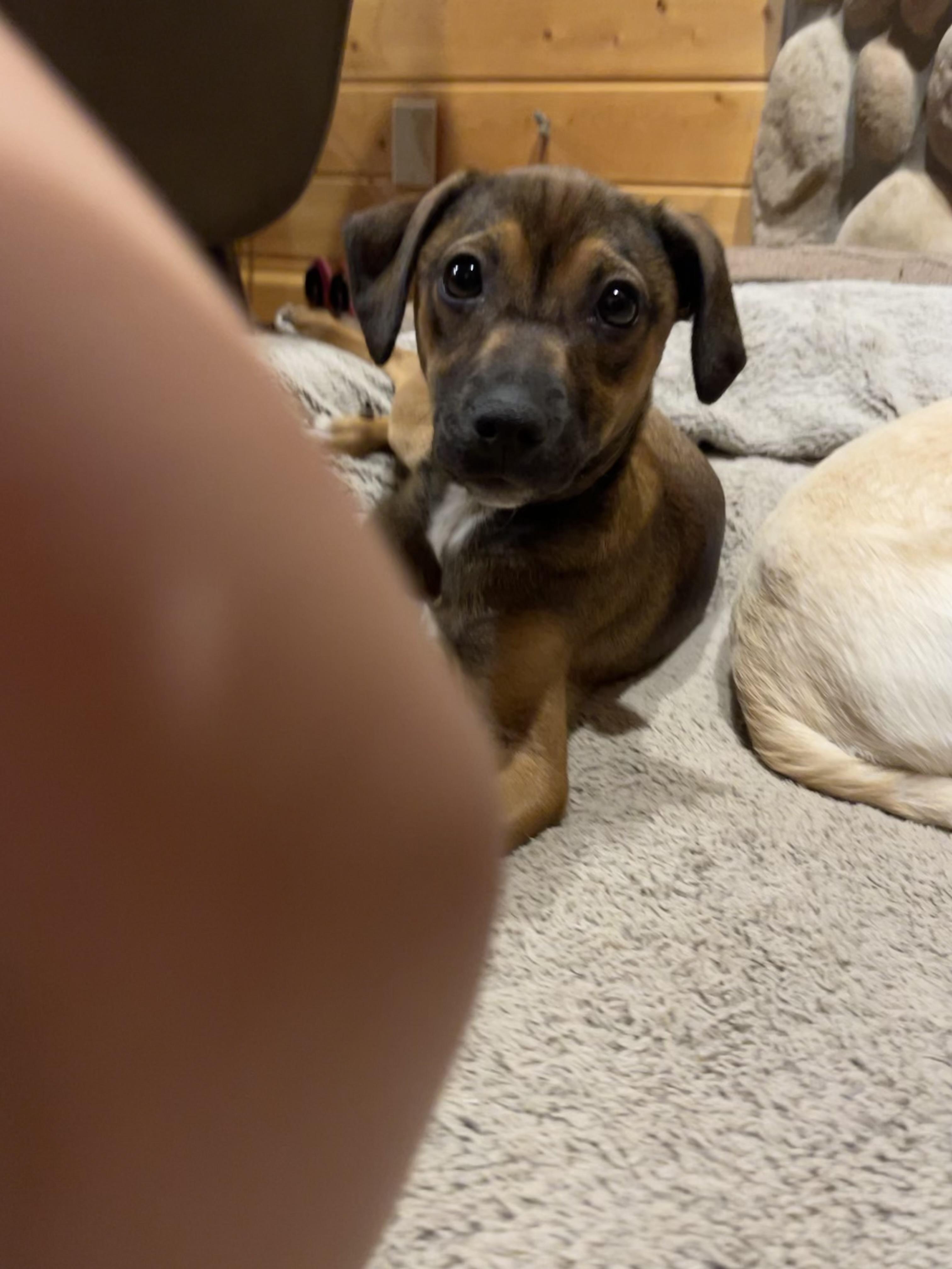 Enlarge Benny, a ADOPTABLE mixed breed in Winter, WI image 2/3