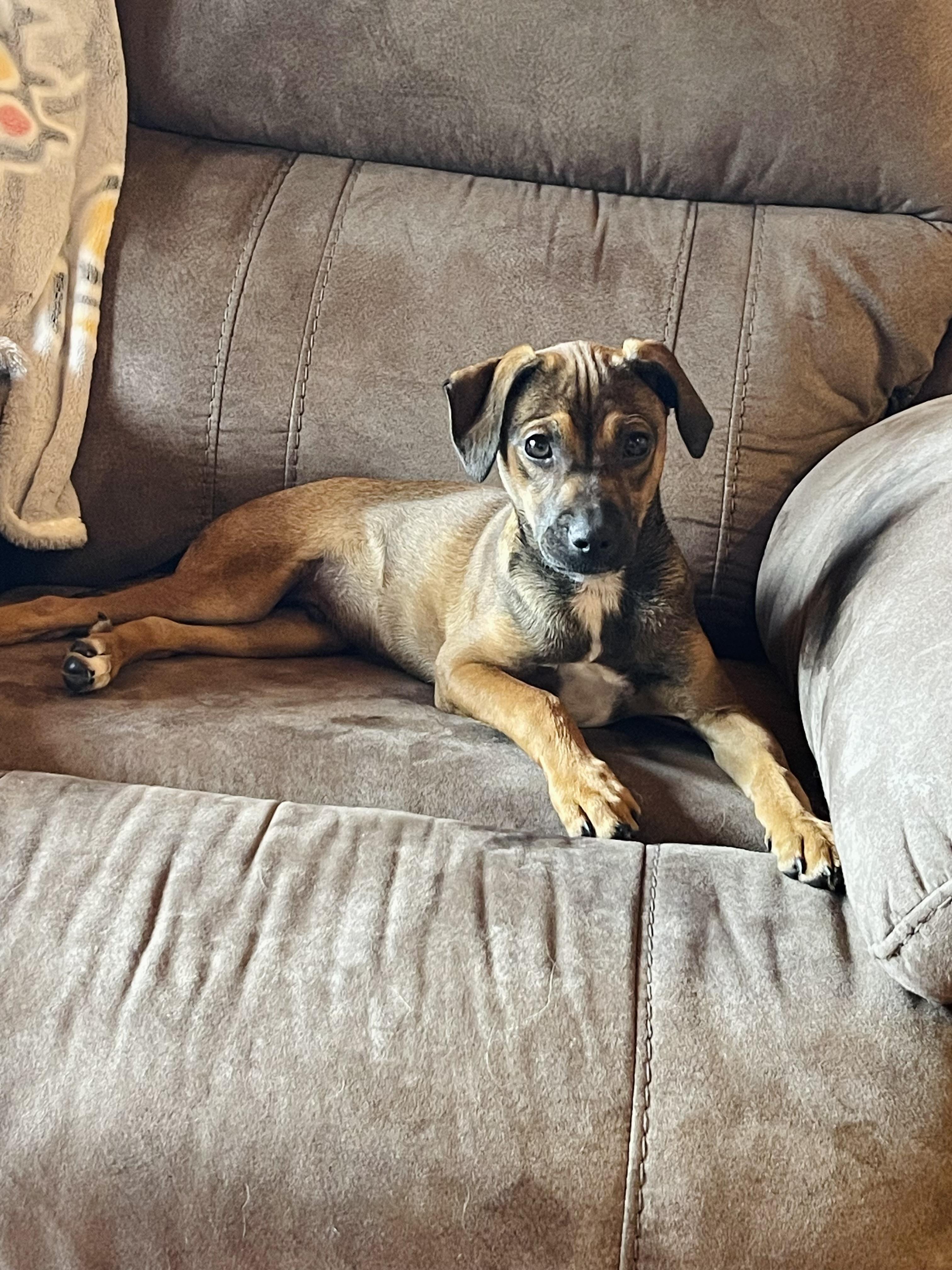 Enlarge Benny, a ADOPTABLE mixed breed in Winter, WI image 1/3