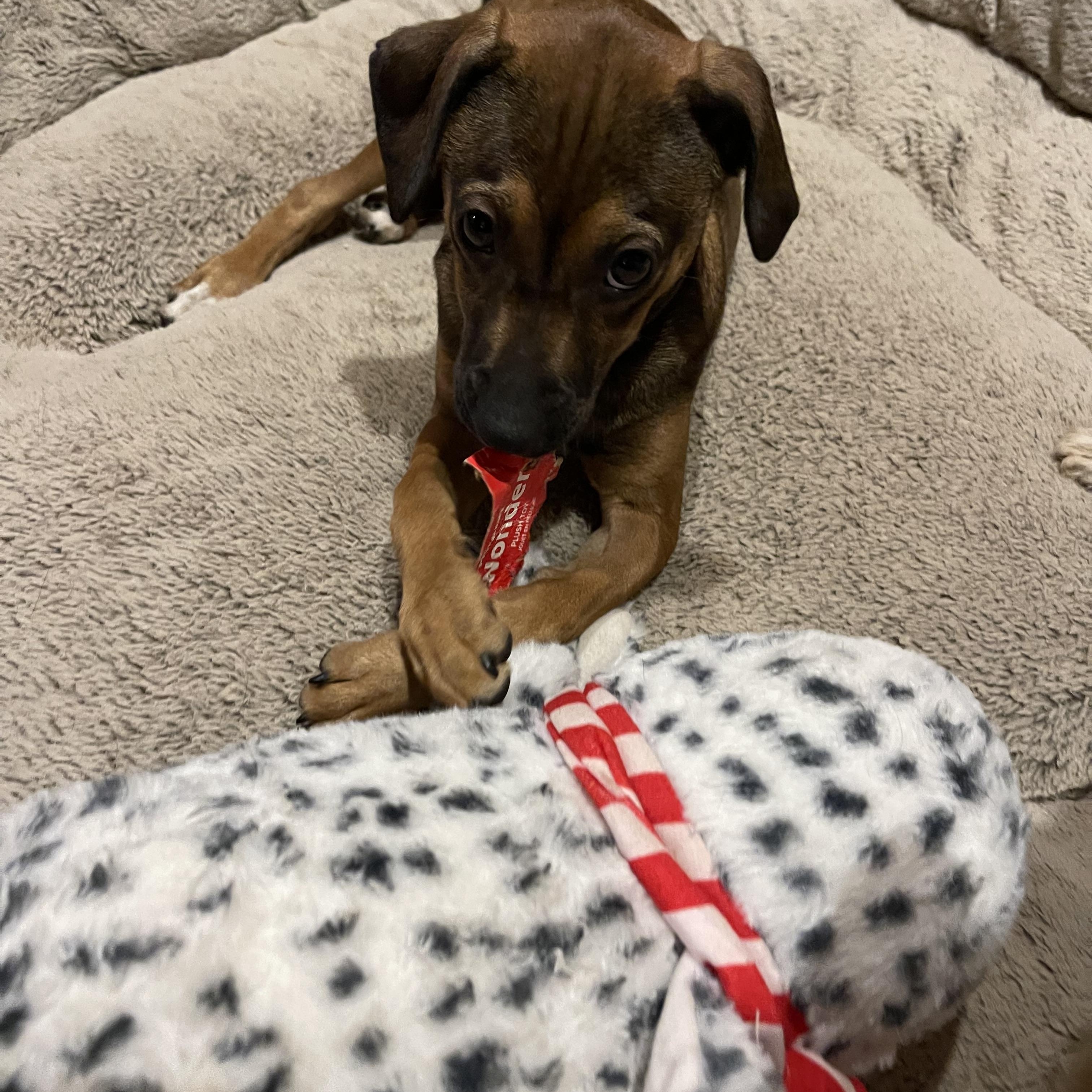 Enlarge Benny, a ADOPTABLE mixed breed in Winter, WI image 2/3