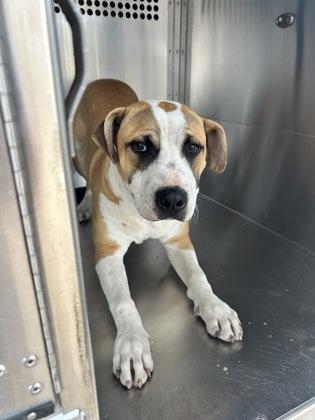 Caterpillar — thumbnail 2