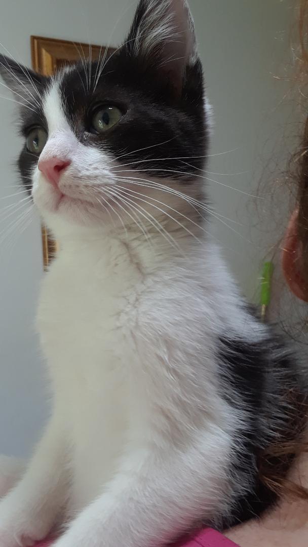 Courage, a Adoptable Domestic Short Hair in Millerton, PA image 2/4