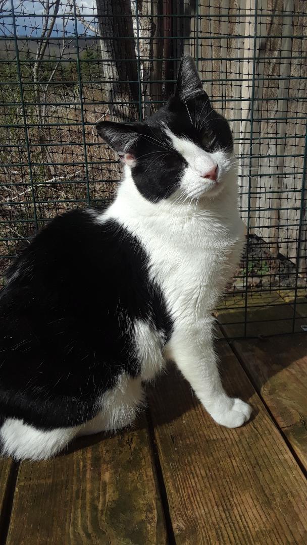 Courage, a Adoptable Domestic Short Hair in Millerton, PA image 3/4