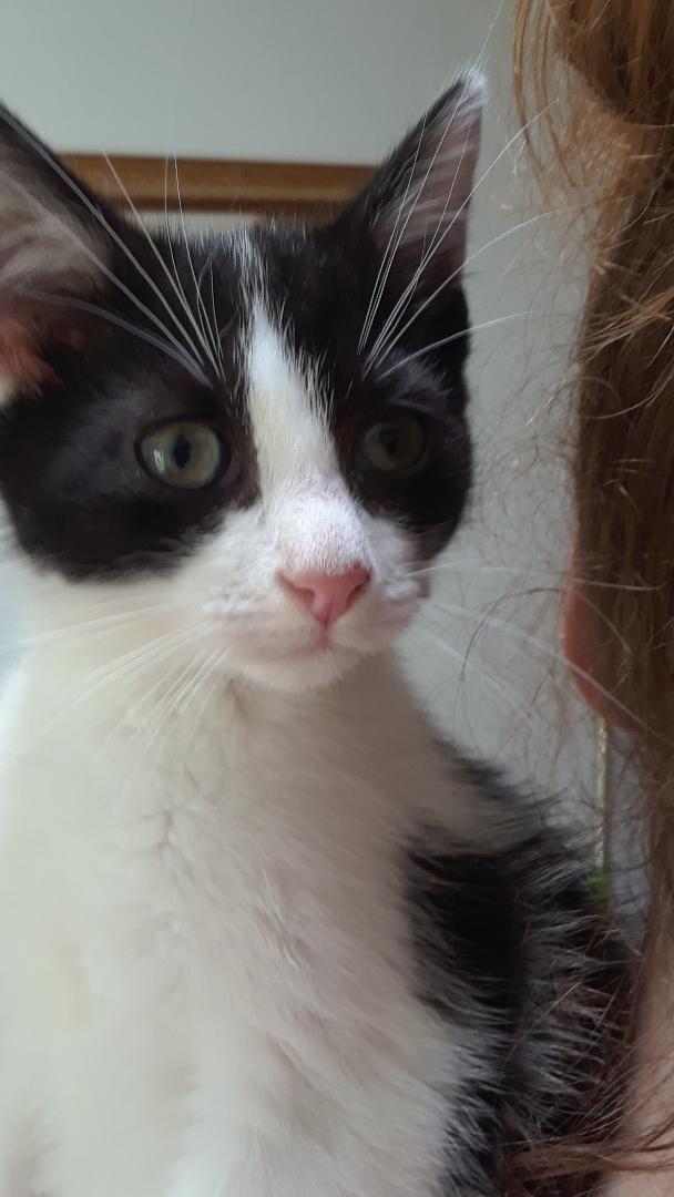 Courage, a Adoptable Domestic Short Hair in Millerton, PA image 1/4