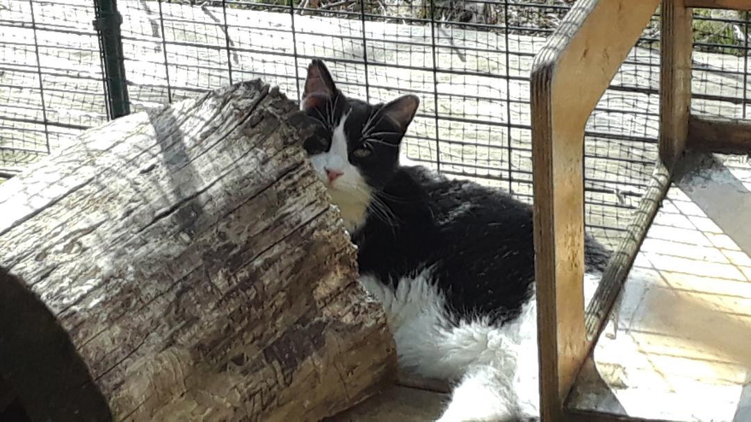 Courage, a Adoptable Domestic Short Hair in Millerton, PA image 4/4