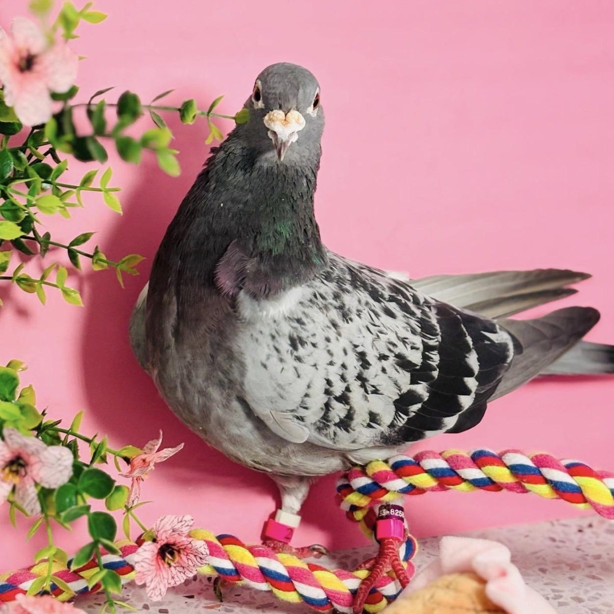 Enlarge Freyja, a Adoptable Pigeon in Chicago, IL image 1/3