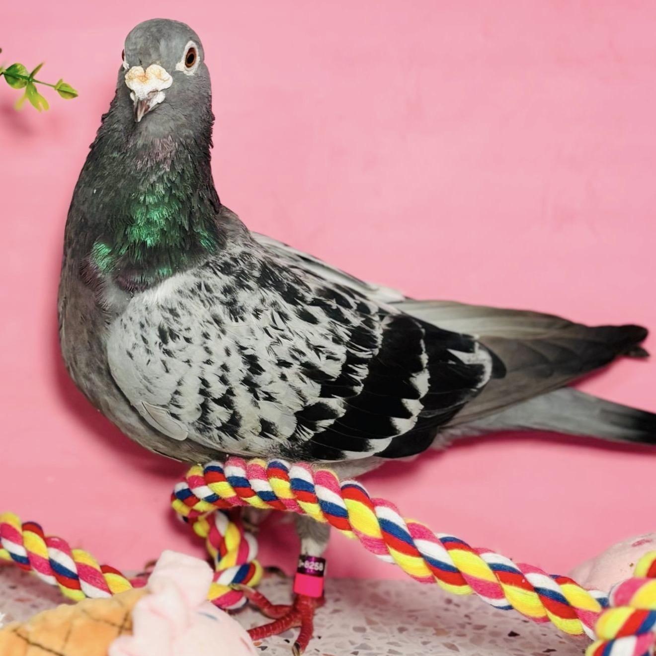 Enlarge Freyja, a Adoptable Pigeon in Chicago, IL image 2/3