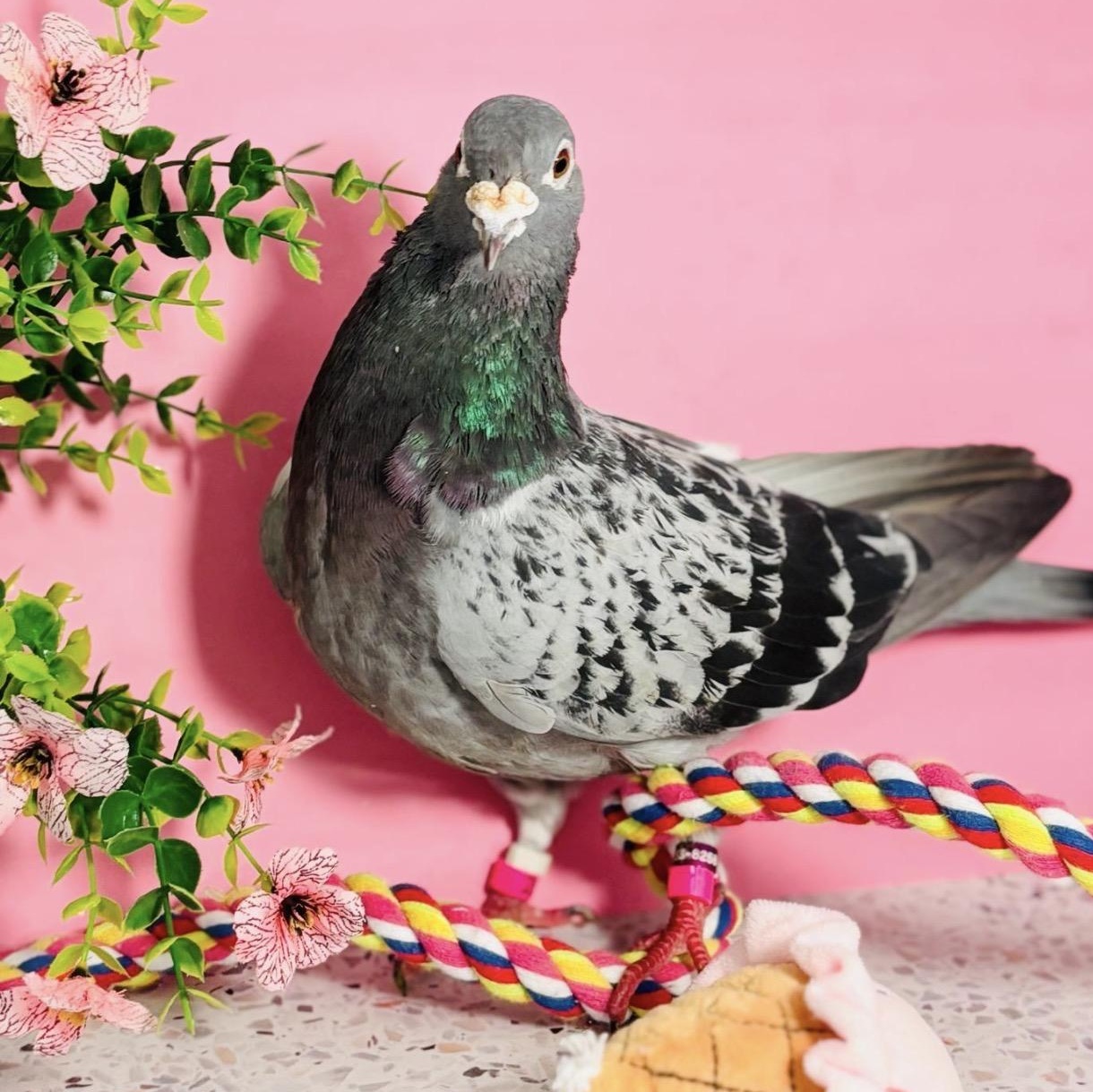 Enlarge Freyja, a Adoptable Pigeon in Chicago, IL image 3/3