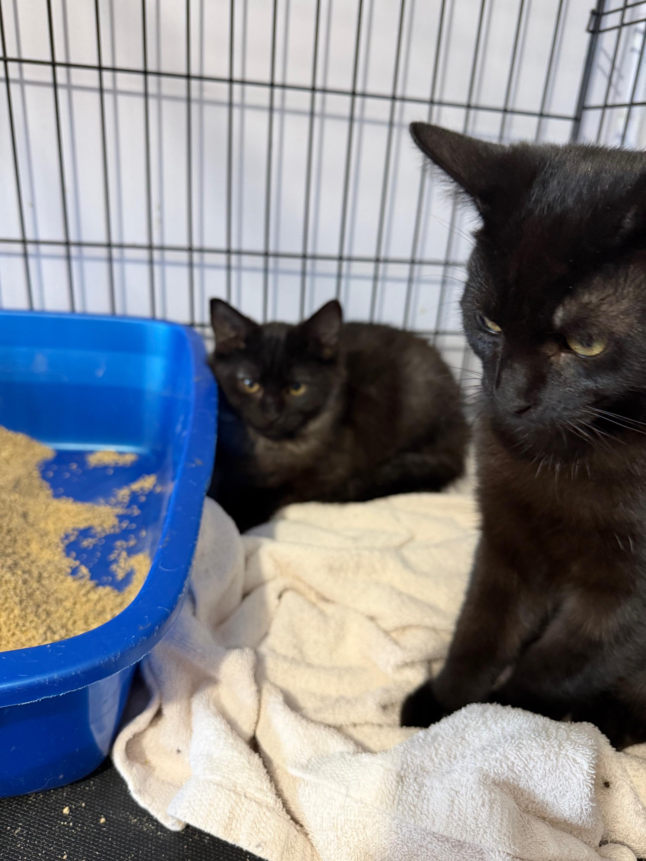 Enlarge Sirius & Galaxy, a ADOPTABLE Domestic Short Hair in Courtenay, BC image 2/3