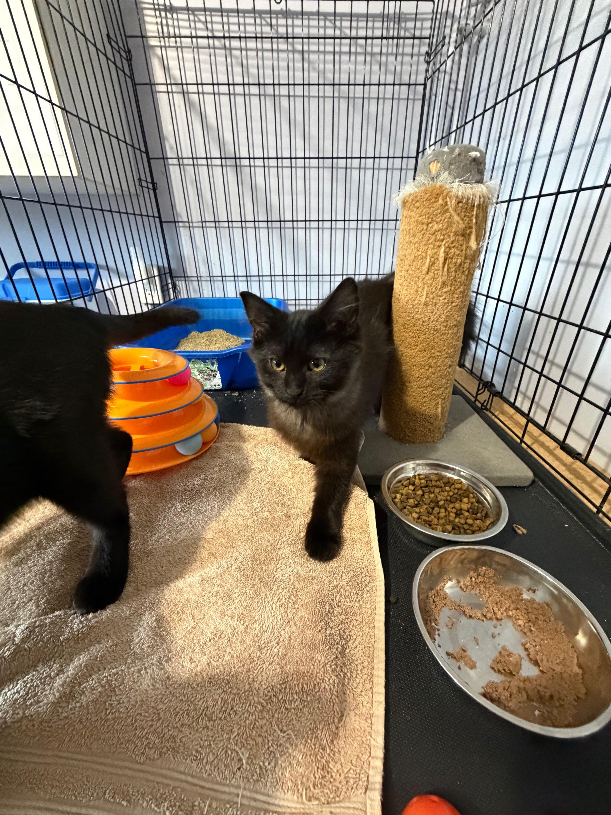 Enlarge Sirius & Galaxy, a ADOPTABLE Domestic Short Hair in Courtenay, BC image 3/3