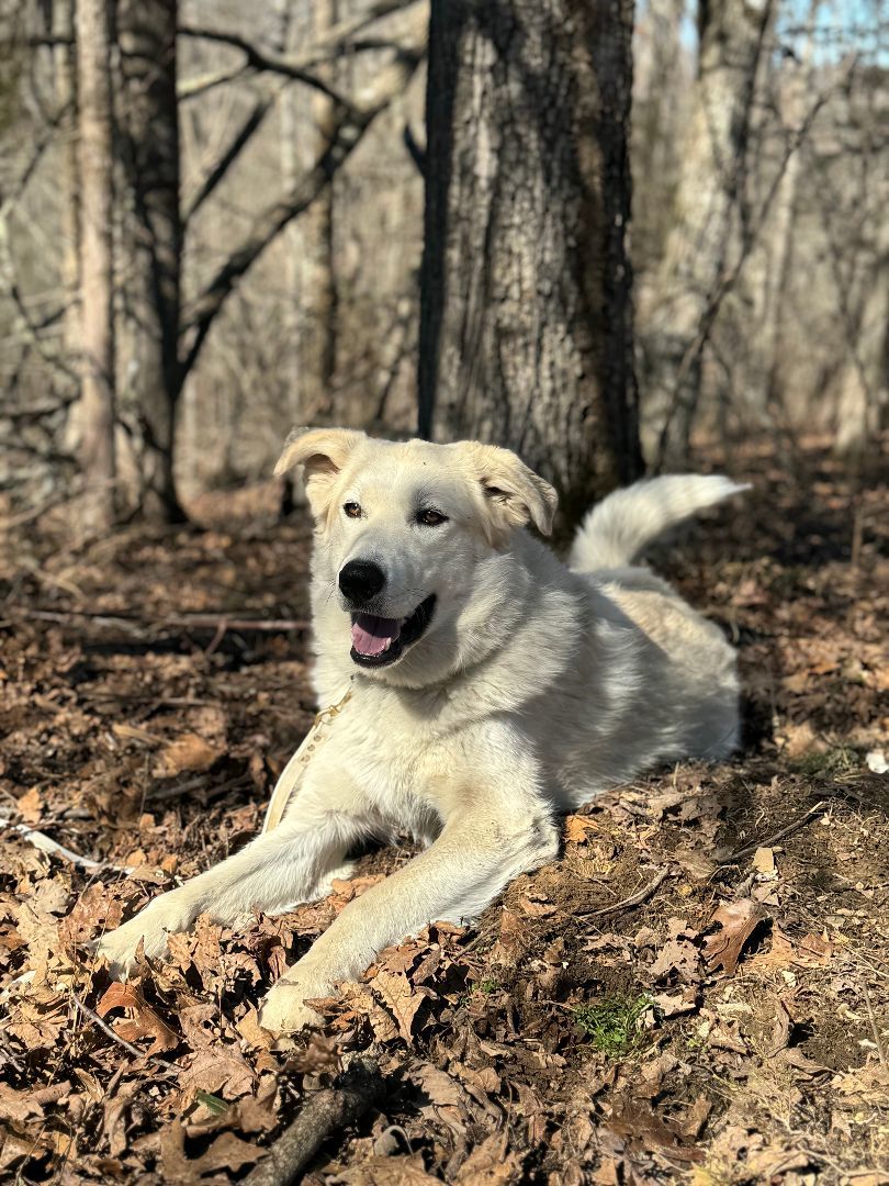 Zeus, a Adoptable mixed breed in Gradyville, KY image 4/6