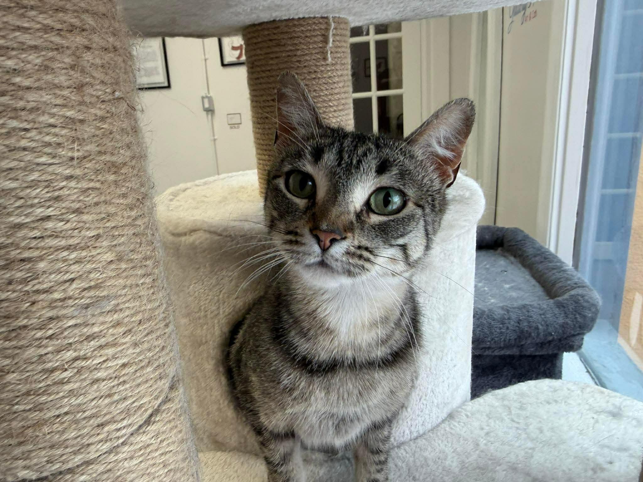 Peetie, ADOPTABLE, Young Female Domestic Short Hair.