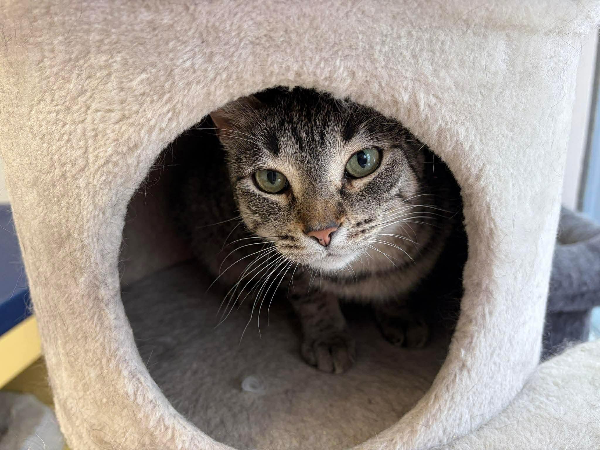 Enlarge Peetie, a ADOPTABLE Domestic Short Hair in Winnipeg, MB image 2/3