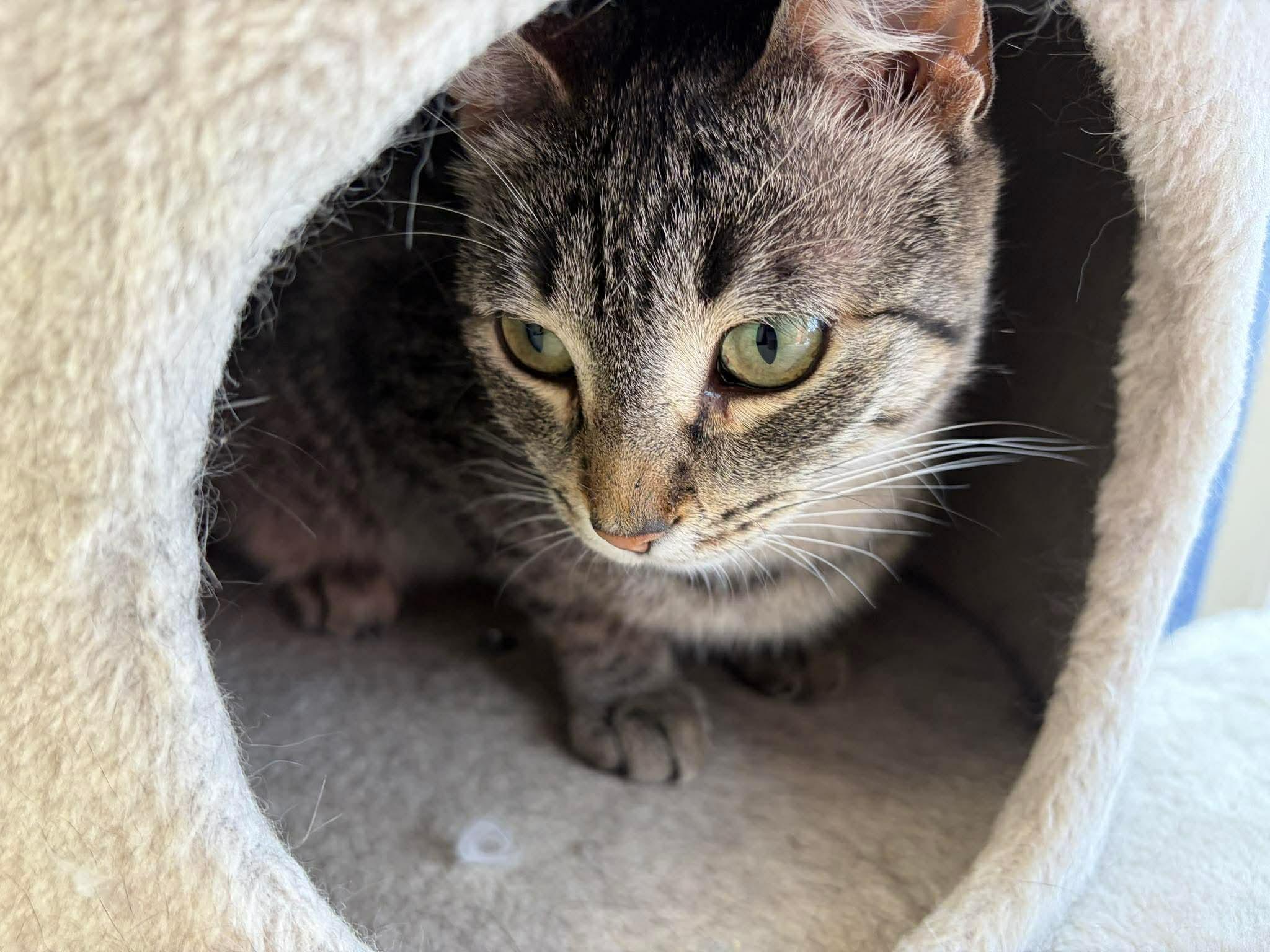 Enlarge Peetie, a ADOPTABLE Domestic Short Hair in Winnipeg, MB image 3/3