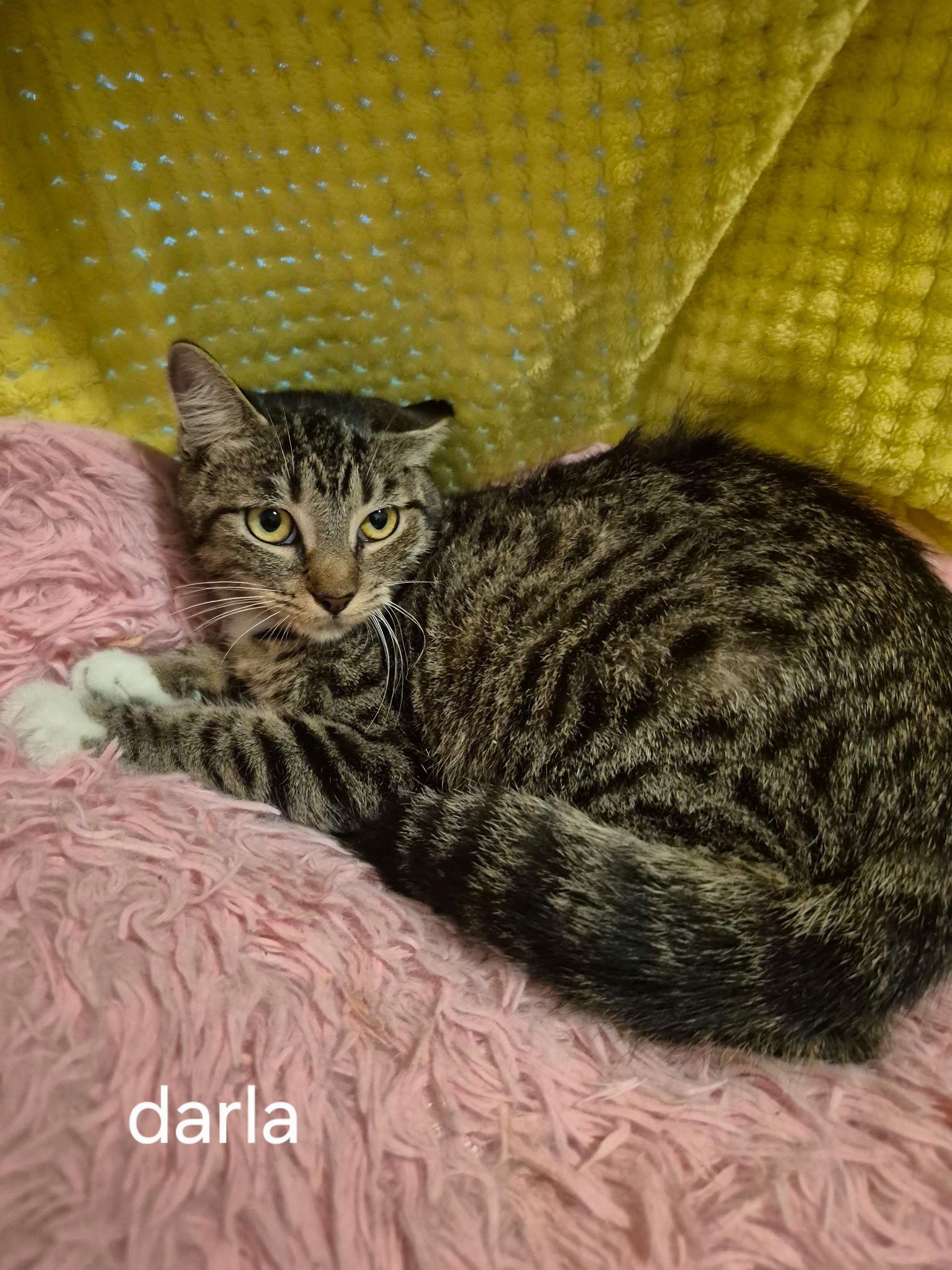 Darla, Adoptable, Kitten Female Domestic Short Hair.