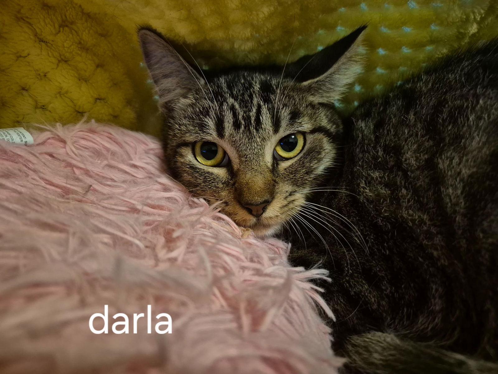 Enlarge Darla, a Adoptable Domestic Short Hair in Oviedo, FL image 2/2