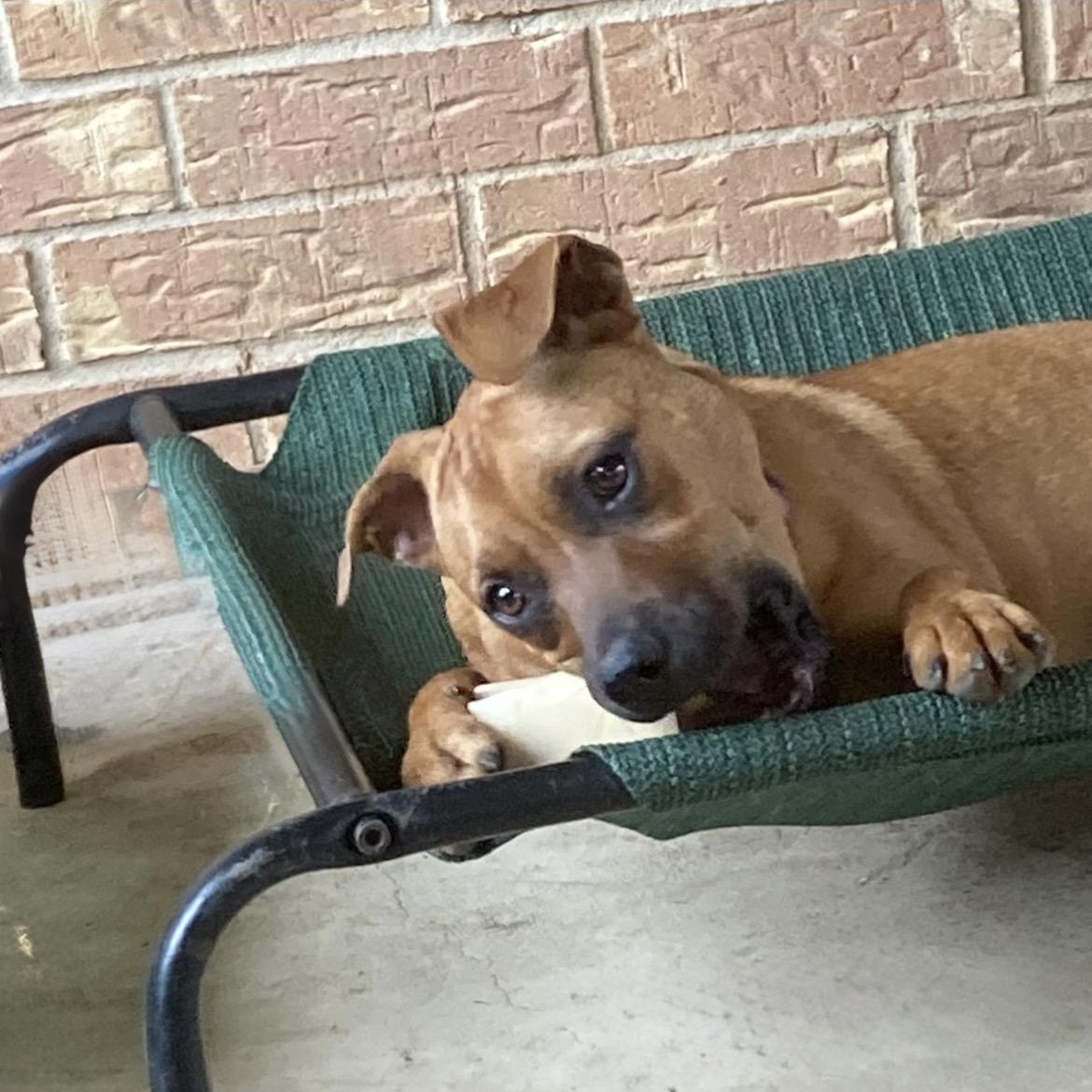 Enlarge Paris, a Adoptable mixed breed in Noble, OK image 5/6