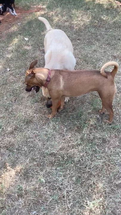 Enlarge Paris, a Adoptable mixed breed in Noble, OK video 6/6