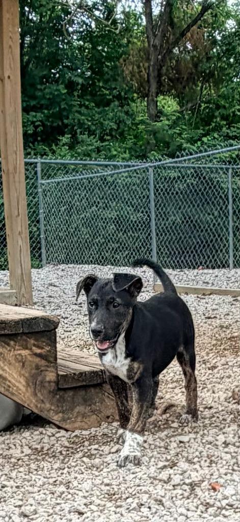 Gage, Adoptable, Puppy Male Mixed Breed.