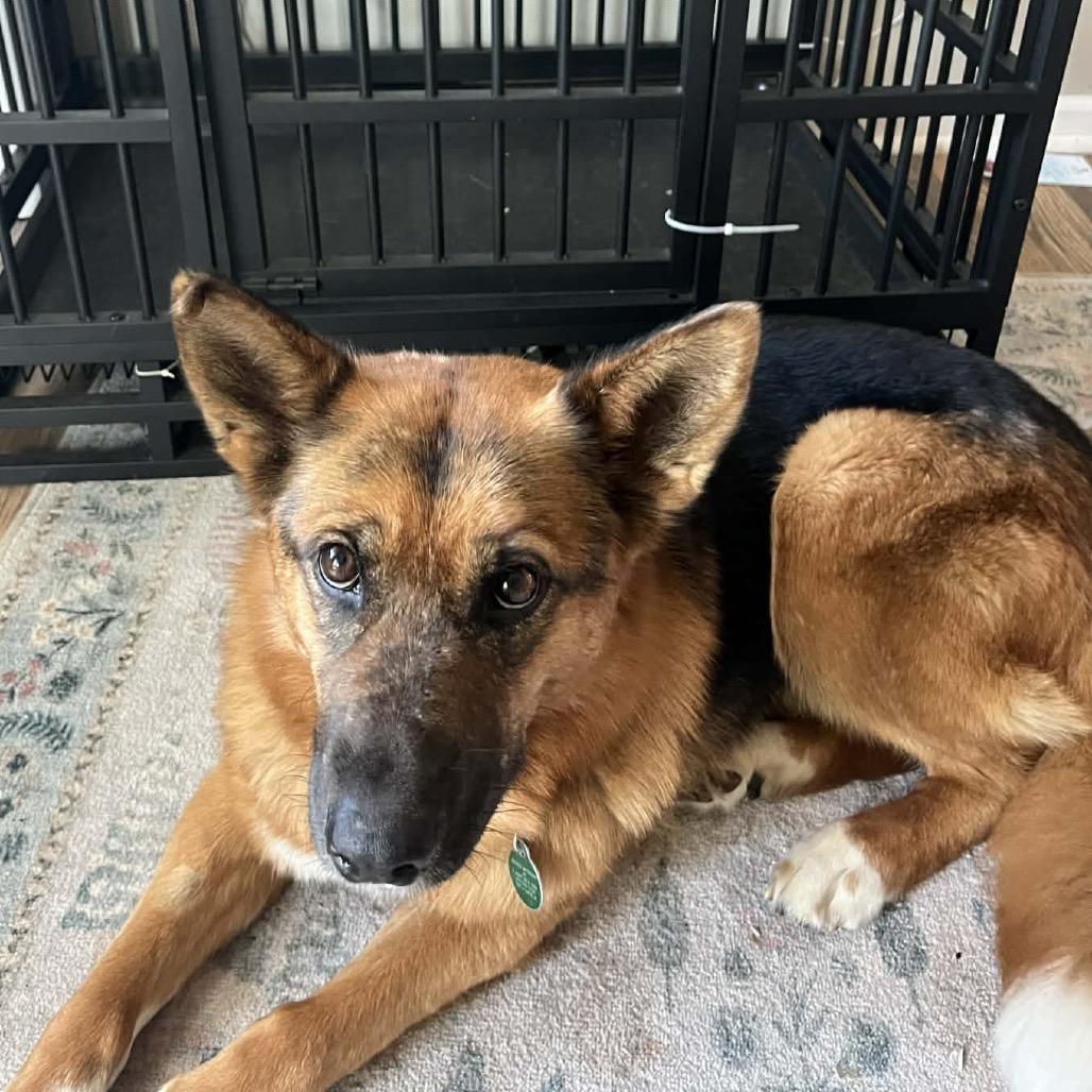 Foxglove, a Adoptable Mixed Breed in Rosemount, MN image 1/6