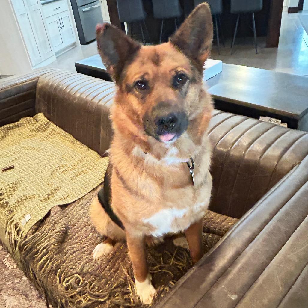 Foxglove, a Adoptable Mixed Breed in Rosemount, MN image 2/6