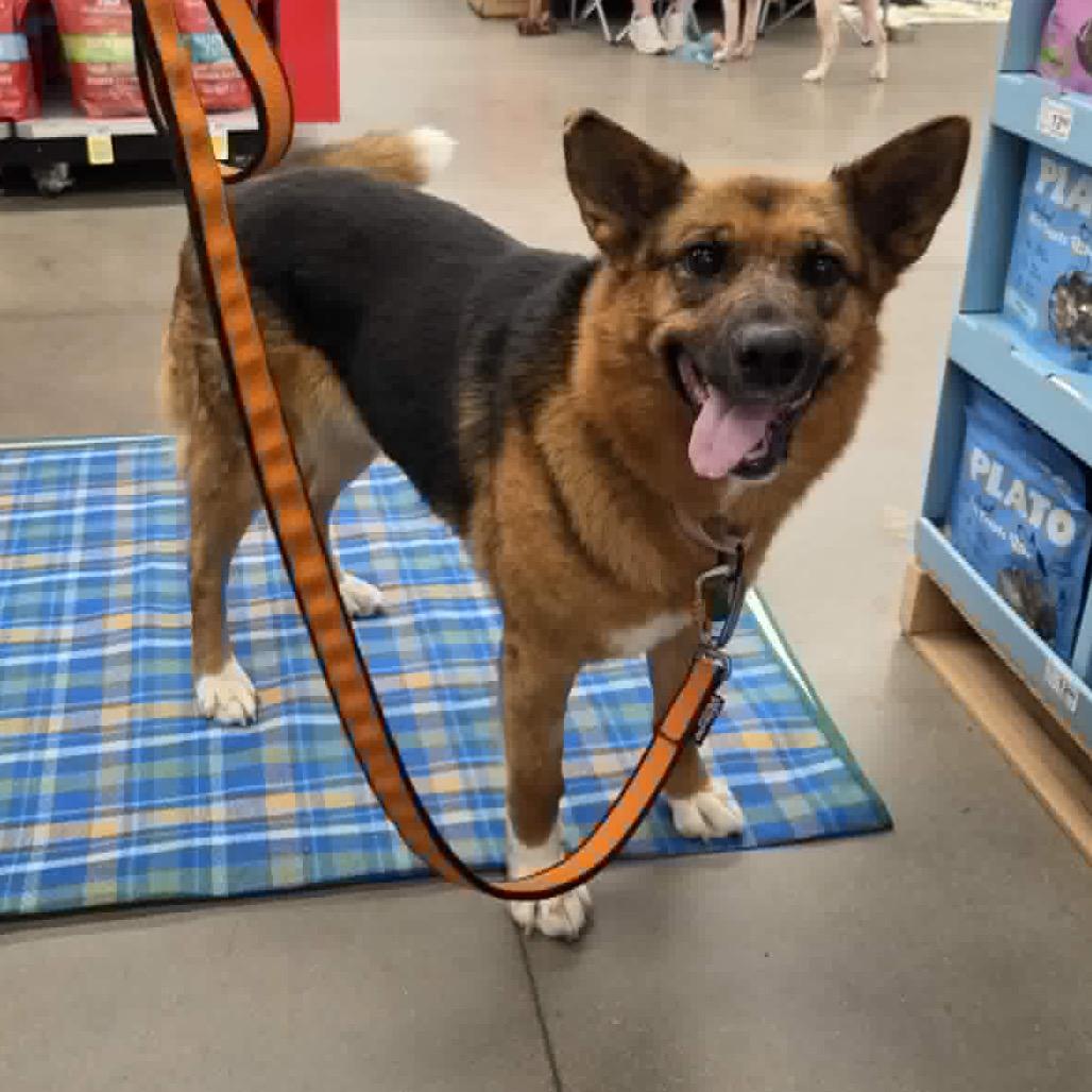 Foxglove, a Adoptable Mixed Breed in Rosemount, MN image 3/6