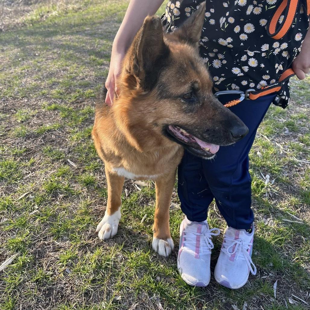 Foxglove, a Adoptable Mixed Breed in Rosemount, MN image 4/6