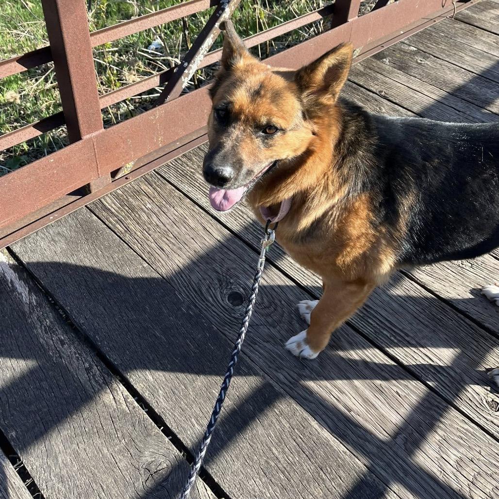 Foxglove, a Adoptable Mixed Breed in Rosemount, MN image 5/6
