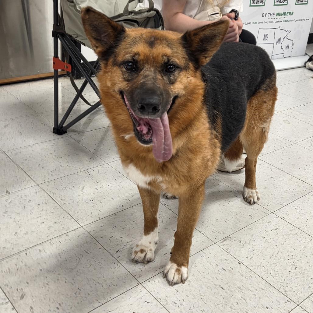 Foxglove, a Adoptable Mixed Breed in Rosemount, MN image 4/6