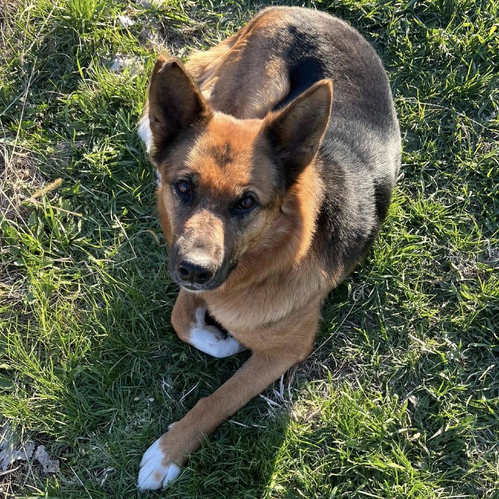 Foxglove, a Adoptable Mixed Breed in Rosemount, MN image 6/6