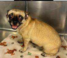 Enlarge Lily Rose, a Adoptable mixed breed in West Bloomfield, MI image 2/4