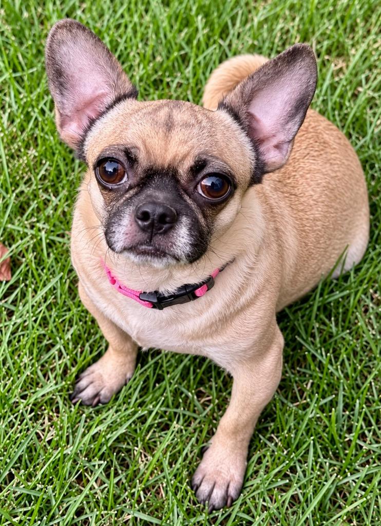 Enlarge Lily Rose, a Adoptable mixed breed in West Bloomfield, MI image 3/4