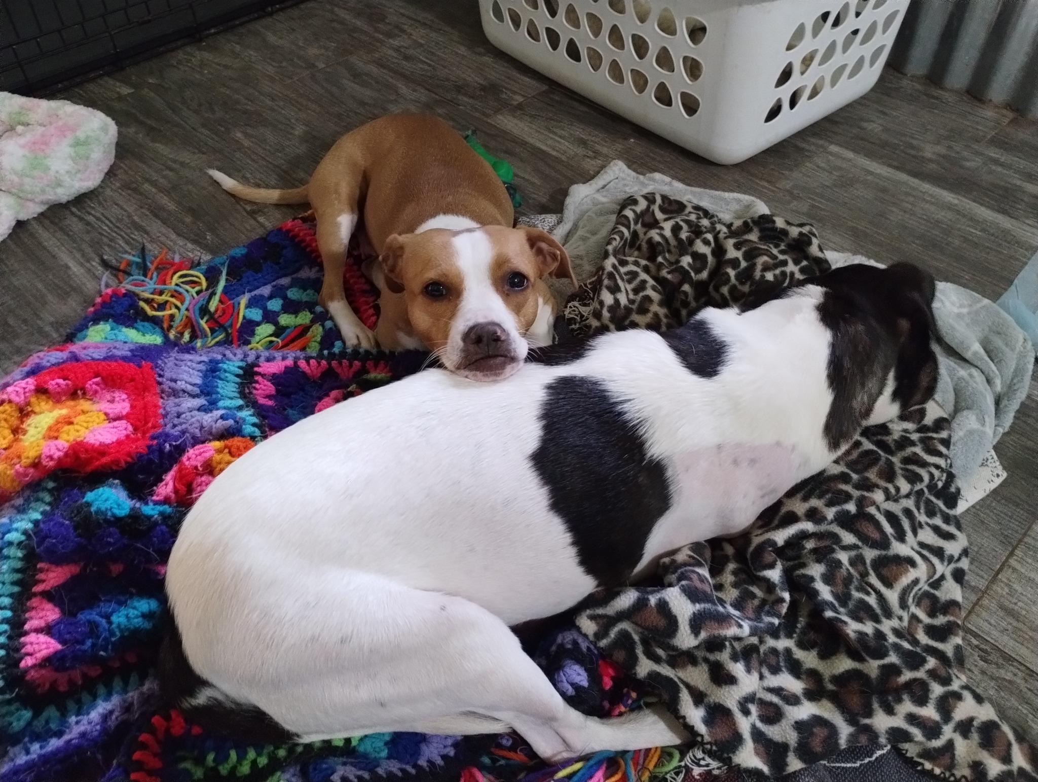 Goldie & Shalom photo 3